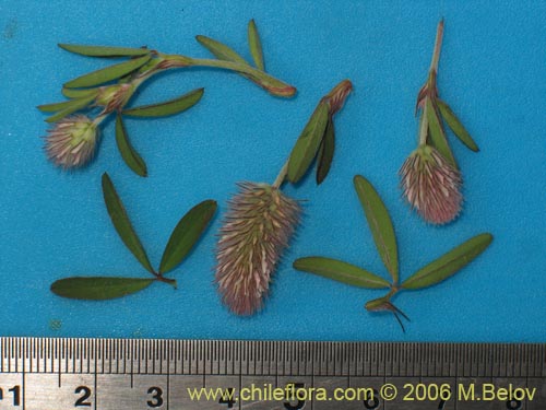 Trifolium angustifolium的照片