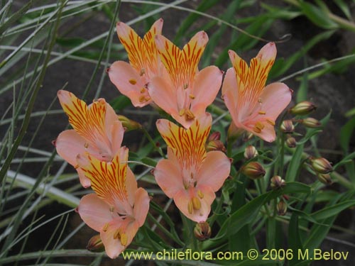 Фотография Alstroemeria ligtu ssp. incarnata (). Щелкните, чтобы увеличить вырез.