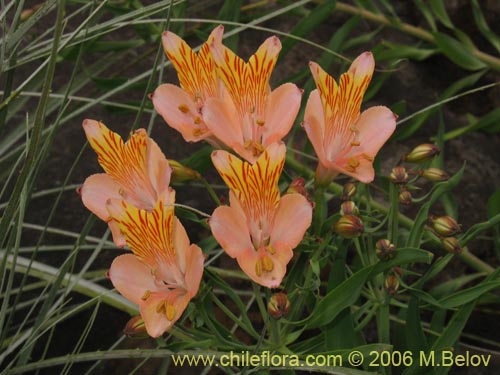 Alstroemeria ligtu ssp. incarnata의 사진