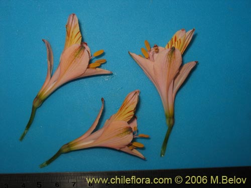 Bild von Alstroemeria ligtu ssp. incarnata (). Klicken Sie, um den Ausschnitt zu vergrössern.