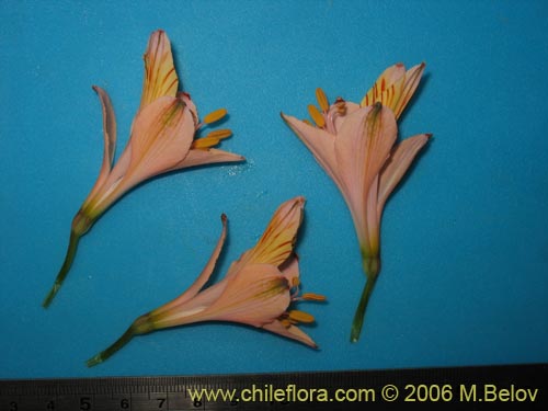 Alstroemeria ligtu ssp. incarnata의 사진