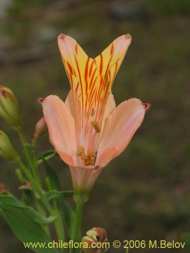 Фотография Alstroemeria ligtu ssp. incarnata (). Щелкните, чтобы увеличить вырез.