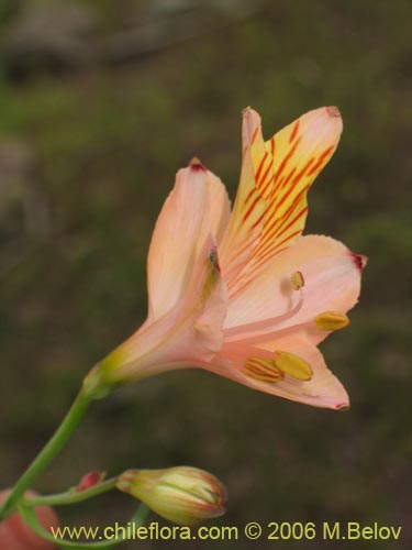 Фотография Alstroemeria ligtu ssp. incarnata (). Щелкните, чтобы увеличить вырез.