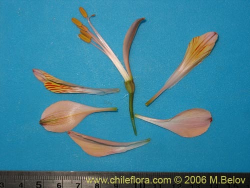 Alstroemeria ligtu ssp. incarnataの写真