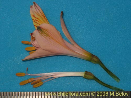 Фотография Alstroemeria ligtu ssp. incarnata (). Щелкните, чтобы увеличить вырез.