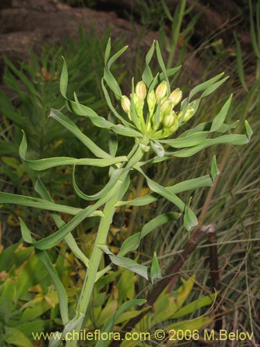 Image of Alstroemeria ligtu ssp. incarnata (). Click to enlarge parts of image.