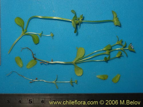 Image of Unidentified Plant sp. #2333 (). Click to enlarge parts of image.