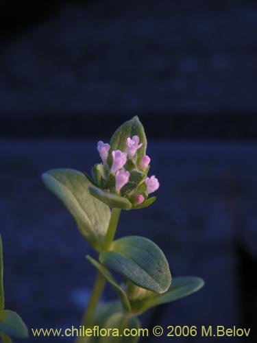 未確認の植物種 sp. #2333の写真