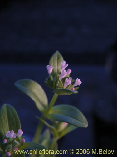 未確認の植物種 sp. #2333の写真