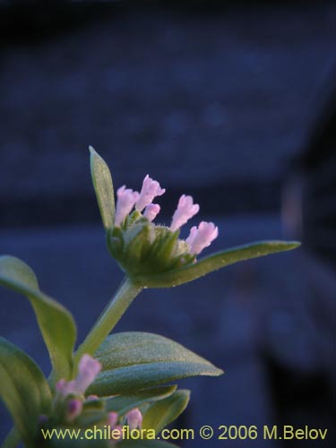 未確認の植物種 sp. #2333の写真