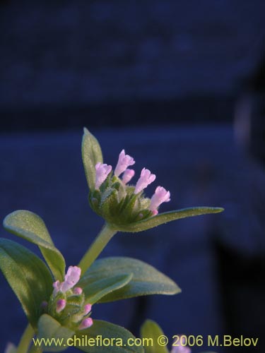 未確認の植物種 sp. #2333の写真