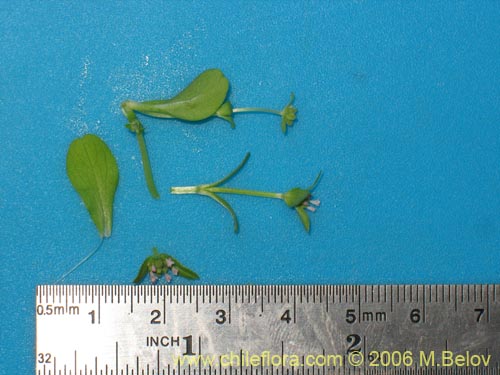 Image of Unidentified Plant sp. #2333 (). Click to enlarge parts of image.