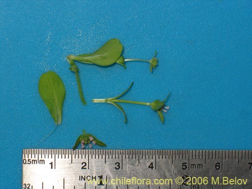 Image of Unidentified Plant sp. #2333 (). Click to enlarge parts of image.