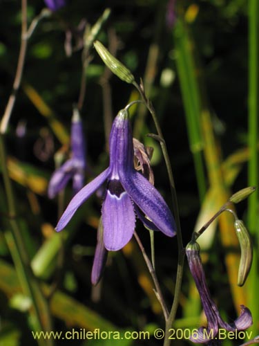 Imágen de Conanthera trimaculata (Pajarito del campo). Haga un clic para aumentar parte de imágen.