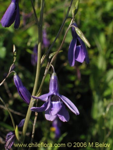 Image of Conanthera trimaculata (Pajarito del campo). Click to enlarge parts of image.