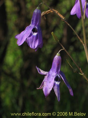 Image of Conanthera trimaculata (Pajarito del campo). Click to enlarge parts of image.