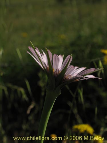 Tragopogon porrifoliusの写真