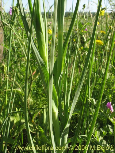 Tragopogon porrifoliusの写真