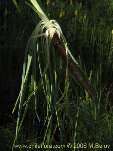 Bild von Tragopogon porrifolius (). Klicken Sie, um den Ausschnitt zu vergrössern.