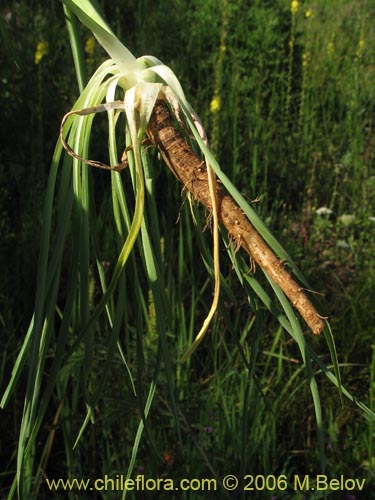 Tragopogon porrifolius的照片