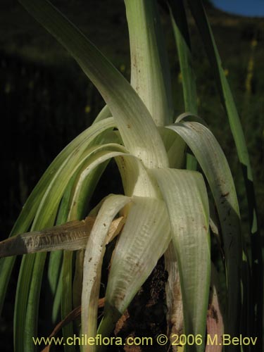 Imágen de Tragopogon porrifolius (). Haga un clic para aumentar parte de imágen.