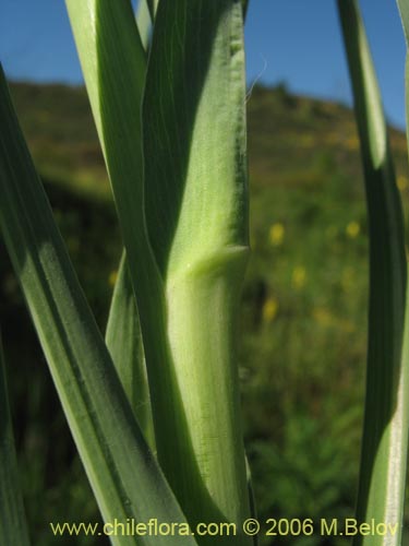 Imágen de Tragopogon porrifolius (). Haga un clic para aumentar parte de imágen.