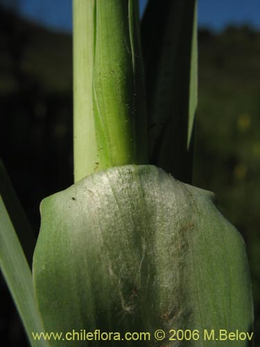 Bild von Tragopogon porrifolius (). Klicken Sie, um den Ausschnitt zu vergrössern.