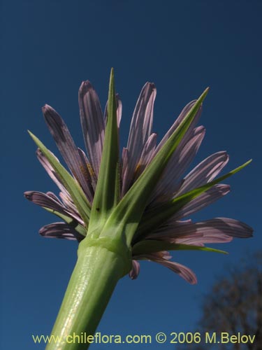 Фотография Tragopogon porrifolius (). Щелкните, чтобы увеличить вырез.