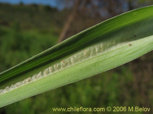 Image of Tragopogon porrifolius (). Click to enlarge parts of image.