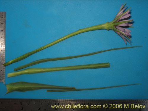 Bild von Tragopogon porrifolius (). Klicken Sie, um den Ausschnitt zu vergrössern.