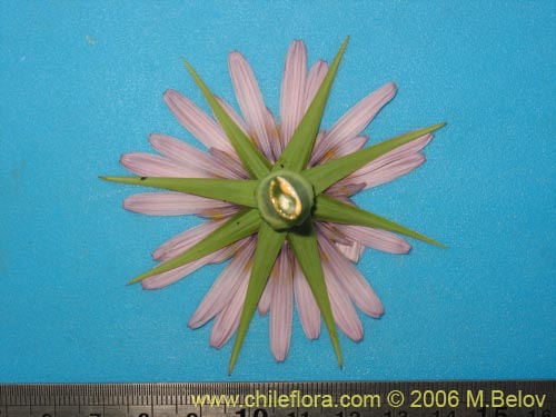 Image of Tragopogon porrifolius (). Click to enlarge parts of image.