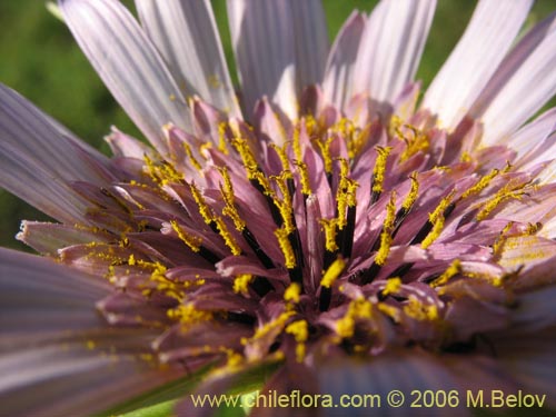 Фотография Tragopogon porrifolius (). Щелкните, чтобы увеличить вырез.