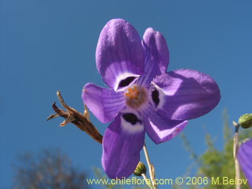 Image of Conanthera trimaculata (Pajarito del campo). Click to enlarge parts of image.