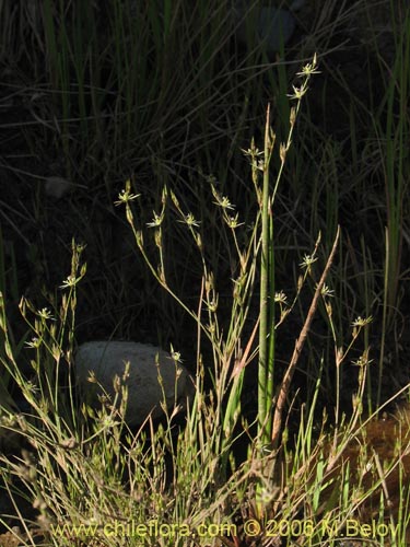 Imágen de Planta no identificada sp. #2404 (). Haga un clic para aumentar parte de imágen.