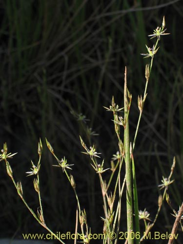 Imágen de Planta no identificada sp. #2404 (). Haga un clic para aumentar parte de imágen.