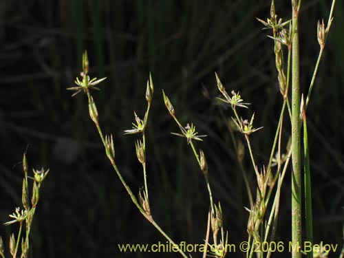 Image of Unidentified Plant sp. #2404 (). Click to enlarge parts of image.