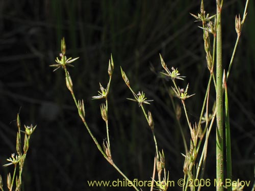 Imágen de Planta no identificada sp. #2404 (). Haga un clic para aumentar parte de imágen.