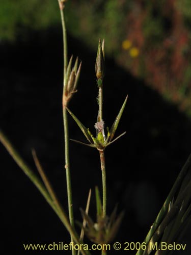 未確認の植物種 sp. #2404の写真