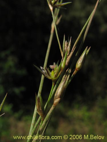 未確認の植物種 sp. #2404の写真