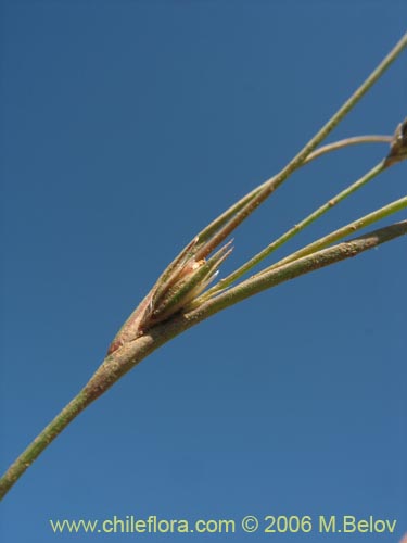 Imágen de Planta no identificada sp. #2404 (). Haga un clic para aumentar parte de imágen.