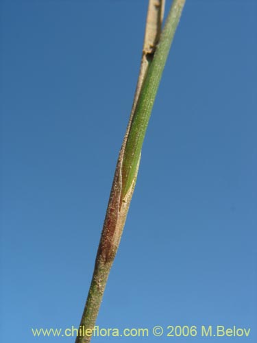 Imágen de Planta no identificada sp. #2404 (). Haga un clic para aumentar parte de imágen.