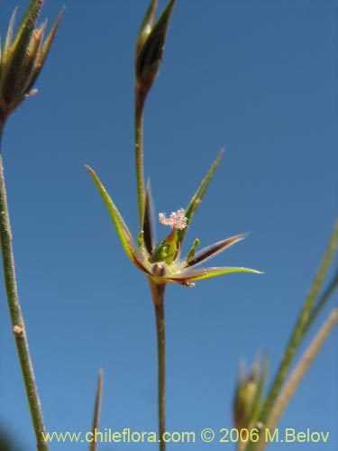 未確認の植物種 sp. #2404の写真