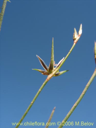 Imágen de Planta no identificada sp. #2404 (). Haga un clic para aumentar parte de imágen.