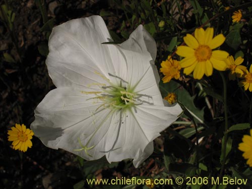 Bild von Oenothera acaulis (Don Diego de la noche / Rodalán / Colsilla / Hierba de la apostema). Klicken Sie, um den Ausschnitt zu vergrössern.