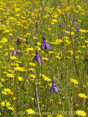 Image of Conanthera trimaculata (Pajarito del campo). Click to enlarge parts of image.