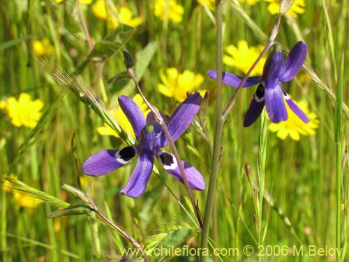 Imágen de Conanthera trimaculata (Pajarito del campo). Haga un clic para aumentar parte de imágen.