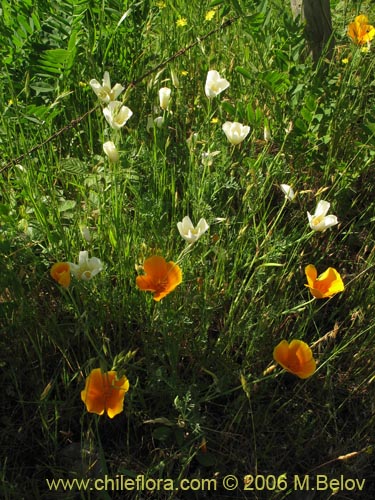 Bild von Eschscholzia californica (Dedal de oro / Copa de oro). Klicken Sie, um den Ausschnitt zu vergrössern.
