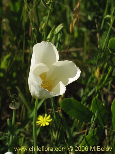 Eschscholzia californica的照片