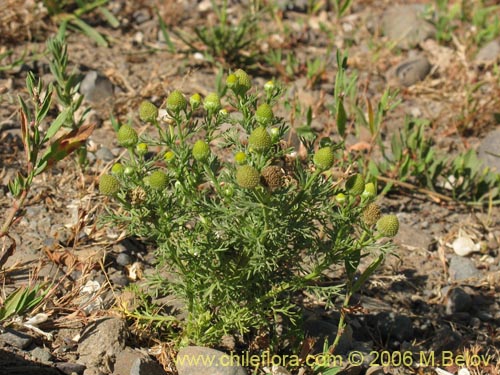 Image of Chamomilla suaveolens (Manzanilla). Click to enlarge parts of image.