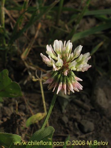 Фотография Trifolium repens (). Щелкните, чтобы увеличить вырез.